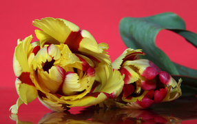 Красивый желто - красный тюльпан на розовом фоне