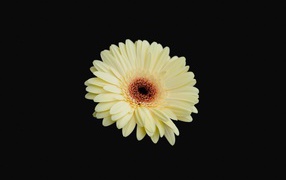 Красивая желтая гербера на черном фоне