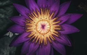 Распустившийся цветок фиолетового лотоса