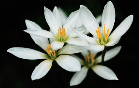 Blooming white flowers with a yellow center on a black background