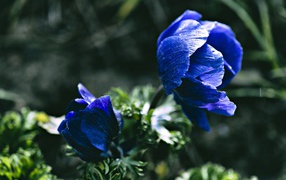 Синие цветы анемоны крупным планом