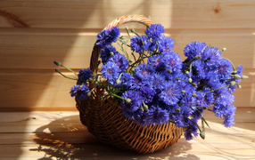 Голубые васильки в корзине в лучах солнца