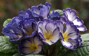 Синие с белым цветы комнатной примулы 