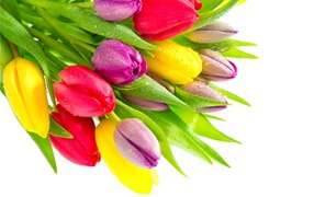 Букет красивых разноцветных тюльпанов на белом фоне