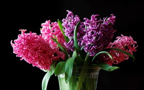 Bouquet of hyacinths in a vase on a black background