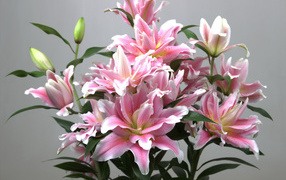 Букет розовых лилий на сером фоне