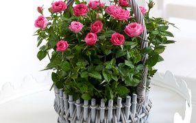 Букет розовых роз в серой корзине на белом фоне