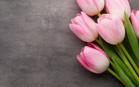 Букет розовых тюльпанов на сером фоне