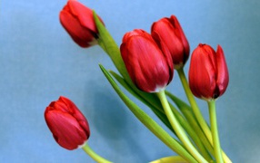 Bouquet of red tulips on a blue background