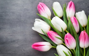Букет белых и розовых тюльпанов на сером фоне