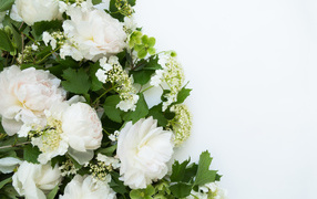 Букет белых пионов на белом фоне