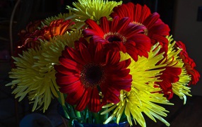 Букет желтых хризантем с красными герберами 