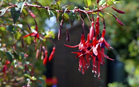 Branch of red flowers of fuchsia