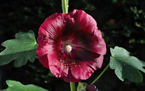 Бордовый цветок мальва крупным планом