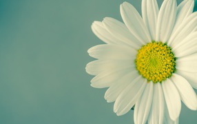 Ромашка крупным планом на сером фоне