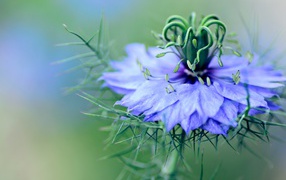 Delicate blue flower of black cumin
