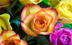Delicate multi-colored roses close-up