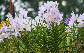 Нежные орхидеи на клумбе