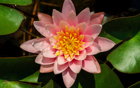 Нежный розовый цветок лотоса с зелеными листьями