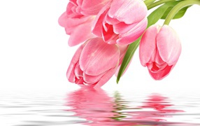Delicate pink tulips drop into the water on a white background