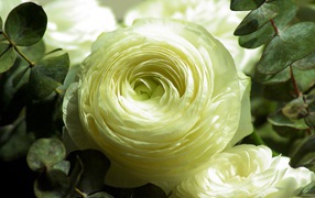 Нежный белый цветок лютика крупным планом