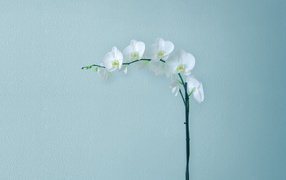 Нежная белая орхидея на сером фоне