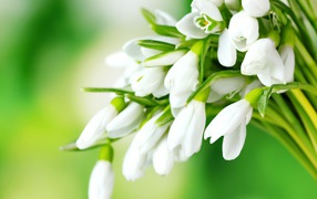 Нежные белые подснежники на зеленом фоне 