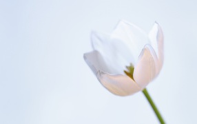 Нежный белый тюльпан на сером фоне