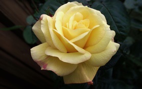 Нежная желтая роза крупным планом