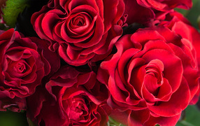 Шикарные красные розы крупным планом