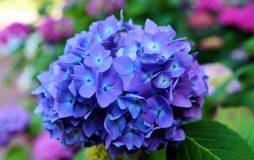 Цветок гортензии крупным планом