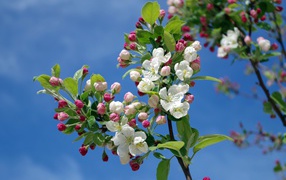 Flowering spring apple tree branch