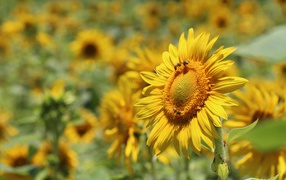 Цветы подсолнуха с пчелами на поле