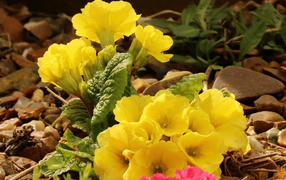 Цветы желтой примулы на камнях 