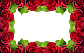 Рамка из красных роз на белом фоне