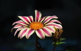 Газания крупным планом на черном фоне