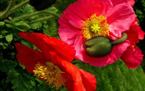 Большие красивые декоративные маки с бутонами