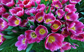 Большой букет розовых тюльпанов, вид сверху