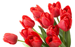 Большой букет красных тюльпанов на белом фоне