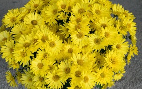 Large bouquet of yellow chrysanthemum flowers