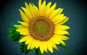 Большой цветок подсолнуха крупным планом