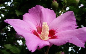 Large pink hibiscus flower with bud