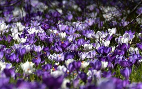 Много красивых разноцветных крокусов