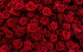 Много красивых красных роз крупным планом