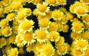 Много красивых желтых хризантем крупным планом