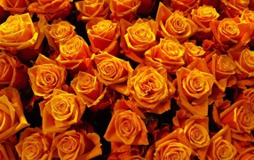 Много оранжевых роз крупным планом