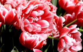 Много розово-белых тюльпанов крупным планом