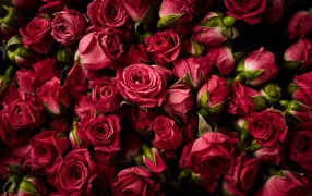 Много сорванных красных роз в каплях росы