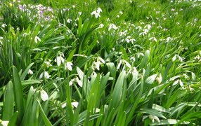 Много белых подснежников с зелеными листьями