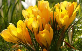 Много желтых весенних цветов крокусов